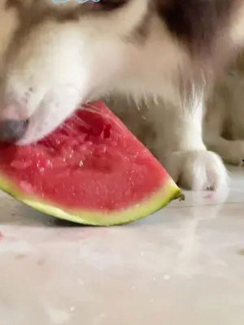 网红吃瓜狗子图片高清大图,高清大图带你领略萌宠魅力  第2张